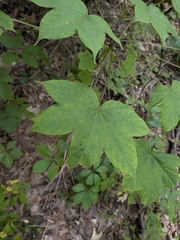 Kalopanax septemlobus, photograph (c) Kalvin Chan, some rights reserved (CC BY)