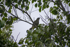 Saltator striatipectus