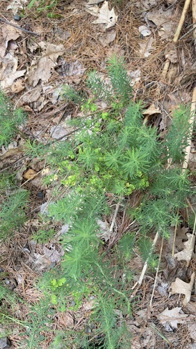 Euphorbia cyparissias observed 2026-08-16