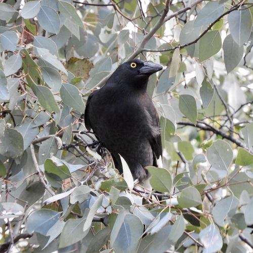 Pied Currawong