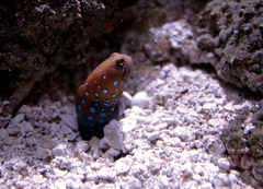 Bluespotted Jawfish photo 2