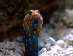 Bluespotted Jawfish photo 1