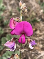 Tephrosia lindheimeri