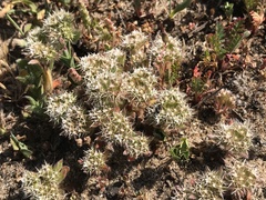 Chorizanthe howellii