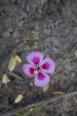 Clarkia gracilis sonomensis