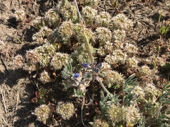 Chorizanthe howellii