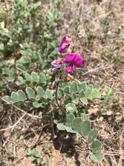Tephrosia lindheimeri
