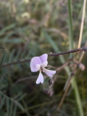 Astragalus austriacus, photograph (c) Natasha March, some rights reserved (CC BY)