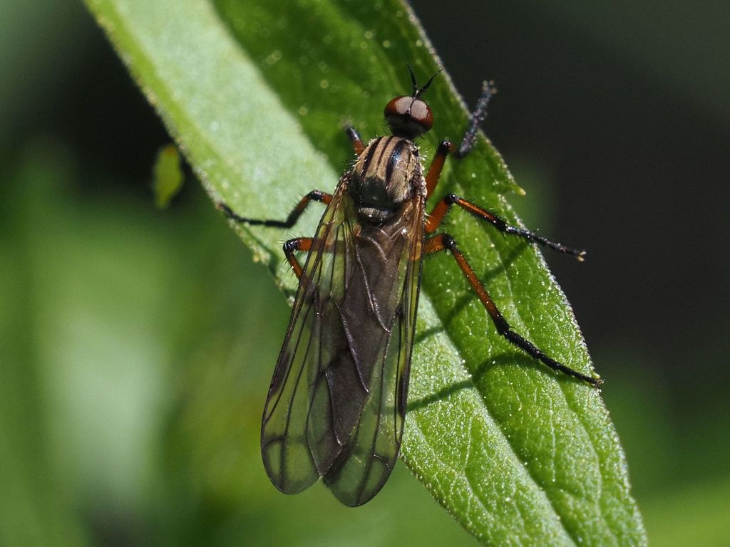 Empis variegata
