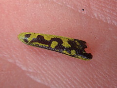 Saperda scalaris
