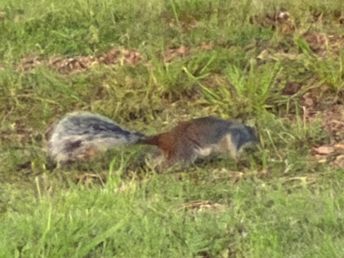 Arizona Gray Squirrel observed by ck2az