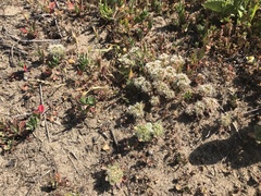 Chorizanthe howellii