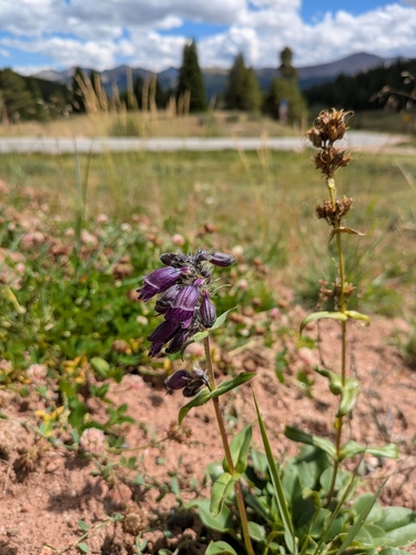 Penstemon whippleanus, photograph 6