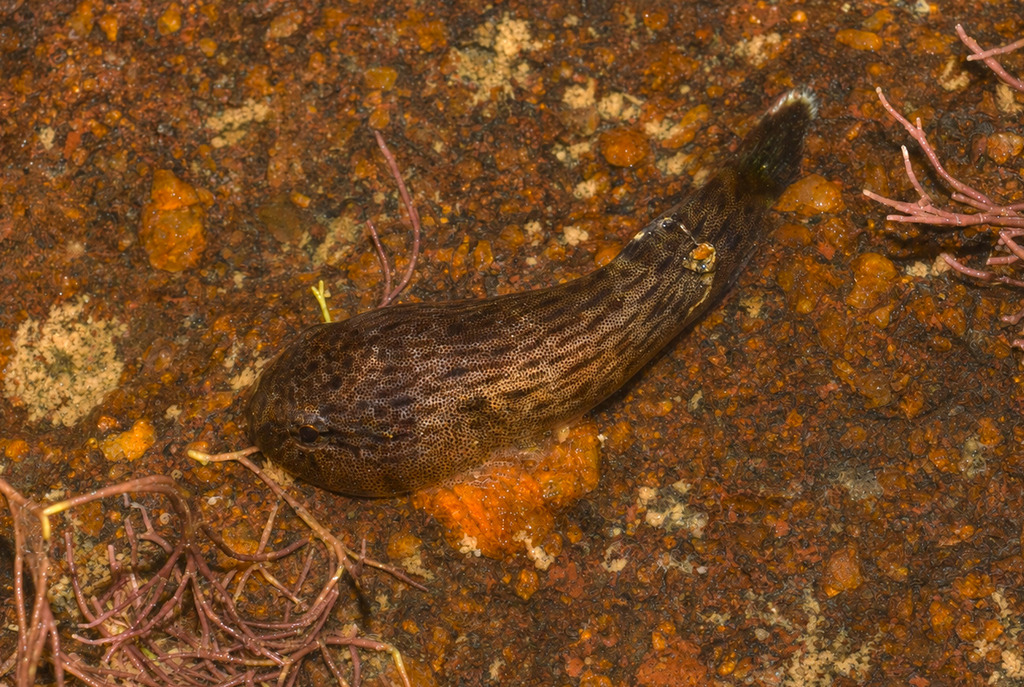 Lappetlip Clingfish