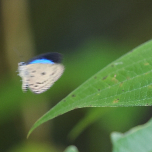 Dark-bordered Hedge Blue