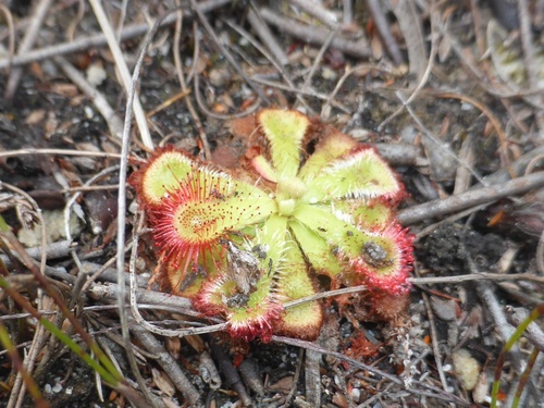 Drosera xerophila