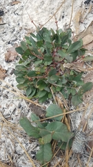 Euphorbia ipecacuanhae