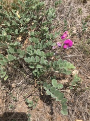 Tephrosia lindheimeri