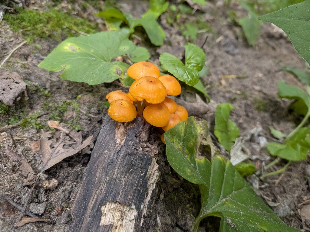 orange mycena · August 2026 · photo: Photo: (c) Kalvin Chan, some rights reserved (CC BY) · iNaturalist