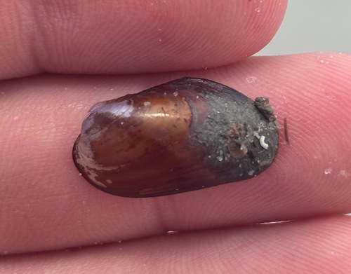 chestnut mussel