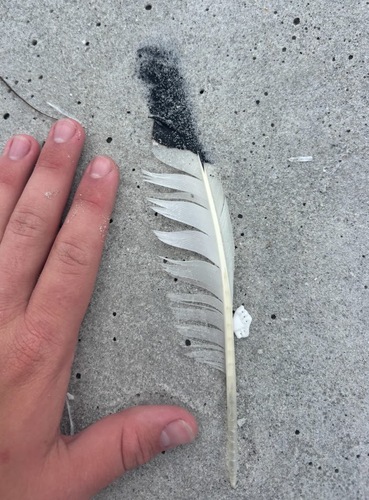 Plume de Ibis blanc