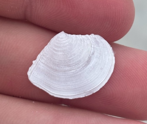 Tellidora observed 2026-08-15