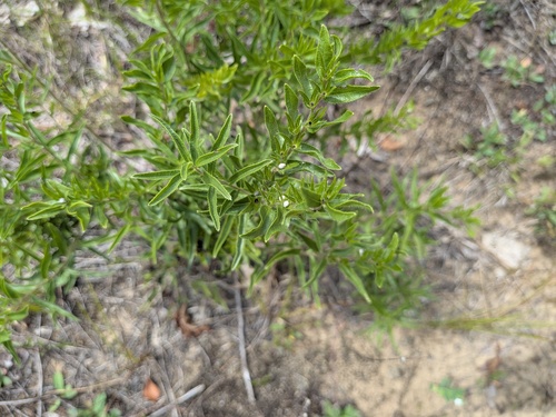 Lithospermum caroliniense