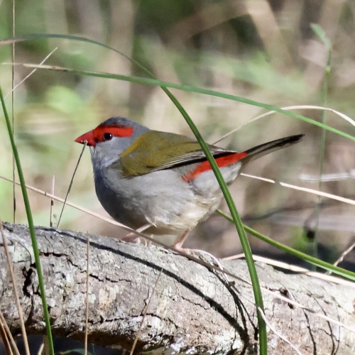 Red-browed Finch