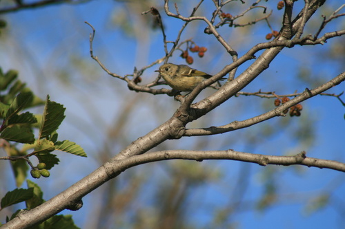 Ruby-crowned Kinglet