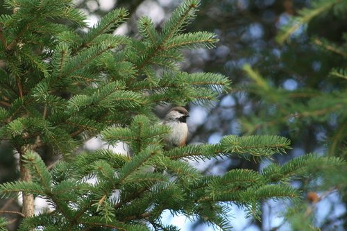 Boreal Chickadee