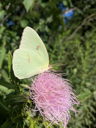 Cloudless Sulphur