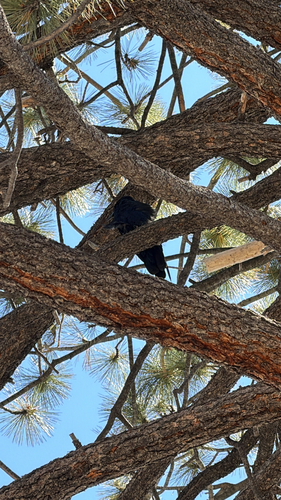 iNaturalist observation photo of Common Raven