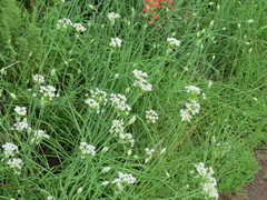 Allium canadense