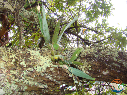 Prosthechea concolor, photograph 3