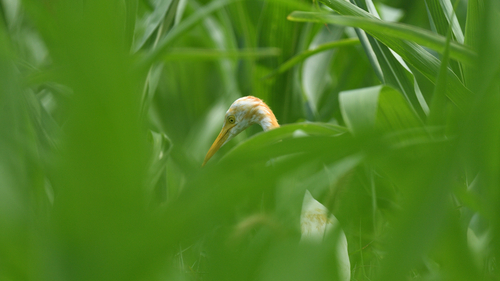 Eastern Cattle-Egret