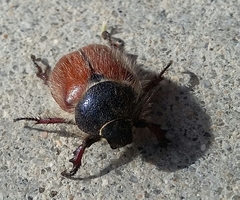 Paracotalpa