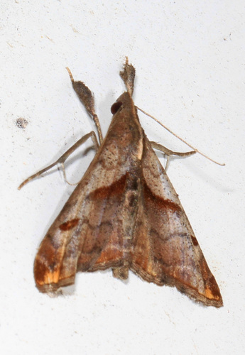 Dark-spotted Palthis Moth