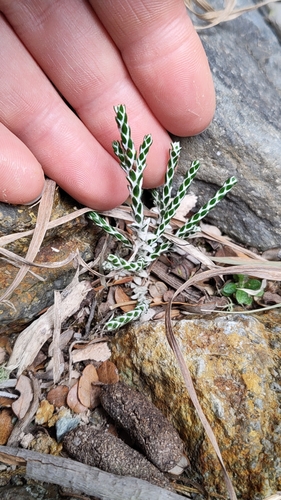 Helichrysum simpsonii, photograph 2