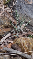 Helichrysum simpsonii, photograph author not stated, no rights reserved