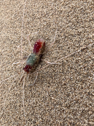 Stenopus hispidus observed 2026-08-16