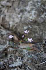 Leptosiphon androsaceus