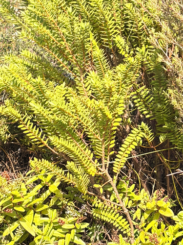 Veronica diosmifolia observed 2026-08-17