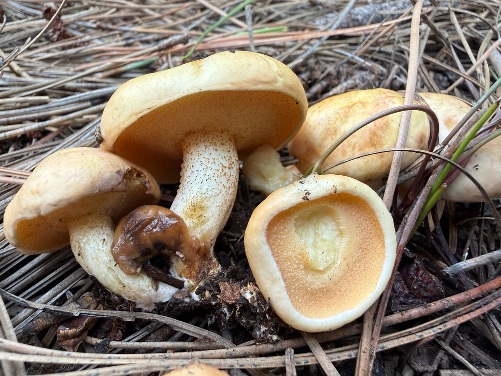Kaibab Jack · August 2026 · photo: Photo: (c) Michael Tidwell, some rights reserved (CC BY) · iNaturalist