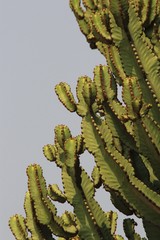 Euphorbia candelabrum