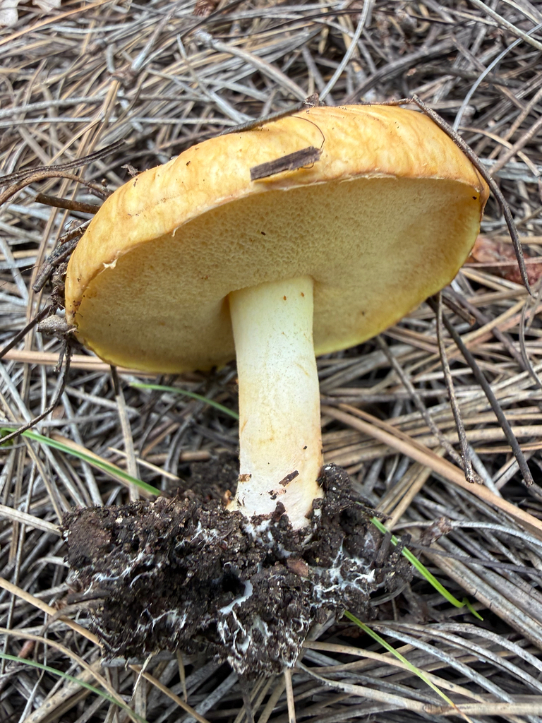 Suillus occidentalis · August 2026 · photo: Photo: (c) Michael Tidwell, some rights reserved (CC BY) · iNaturalist