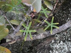 Oxalis livida altior