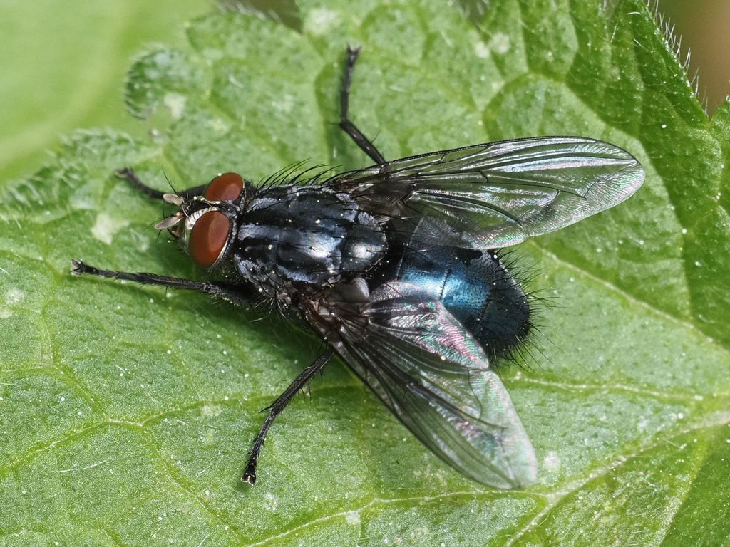 Woodland Bluebottle