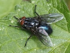 Calliphora subalpina