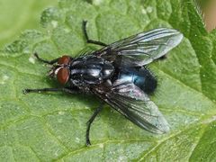 Calliphora subalpina