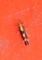 Neomegamelanus lautus